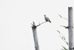 Tourterelle à tête grise - Streptopelia tranquebarica - Red Turtle Dove<br>Tamil Nadu - தமிழ் நாடு 