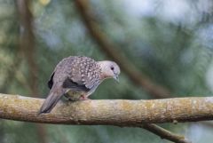 Tourterelle tigrine - Spilopelia chinensis - Spotted Dove<br>Tamil Nadu - தமிழ் நாடு 