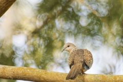 Tourterelle tigrine - Spilopelia chinensis - Spotted Dove<br>Tamil Nadu - தமிழ் நாடு 