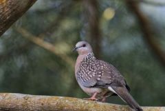 Tourterelle tigrine - Spilopelia chinensis - Spotted Dove<br>Tamil Nadu - தமிழ் நாடு 