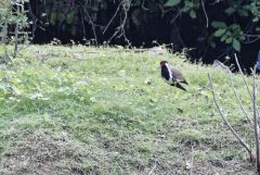 Vanneau indien - Vanellus indicus - Red-wattled Lapwing<br>Tamil Nadu - தமிழ் நாடு 