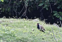 Vanneau indien - Vanellus indicus - Red-wattled Lapwing<br>Tamil Nadu - தமிழ் நாடு 