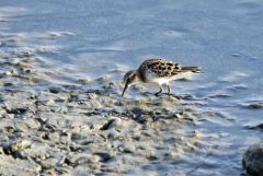 Bécasseau minuscule - Calidris minutilla<br>Least Sandpiper - Saint-Martin