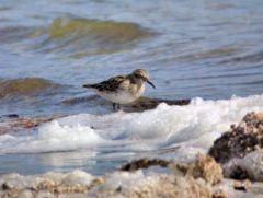 Bécasseau semipalmé - Calidris pusilla<br>Semipalmated Sandpiper - Saint-Martin