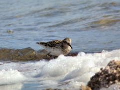 Bécasseau semipalmé - Calidris pusilla<br>Semipalmated Sandpiper - Saint-Martin