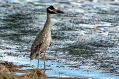 Bihoreau violacé - Nyctanassa violacea - Yellow-crowned Night Heron - Saint-Martin