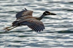 Bihoreau violacé - Nyctanassa violacea - Yellow-crowned Night Heron - Saint-Martin