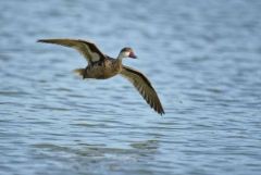 Canard des Bahamas - Anas bahamensis - White-cheeked Pintail - Saint-Martin