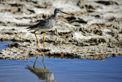 Chevalier criard - Tringa melanoleuca - Greater Yellowlegs - Saint-Martin