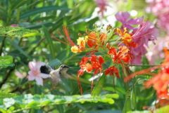 Colibri huppé - Orthorhynchus cristatus<br>Zumbadorcito<br>Little doctor bird - Saint-Martin