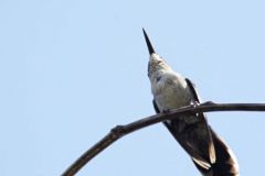 Colibri huppé - Orthorhynchus cristatus<br>Zumbadorcito<br>Little doctor bird - Saint-Martin