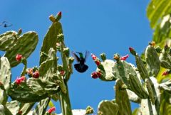 Colibri falle-vert - Eulampis holosericeus - Green-throated Carib<br>Zumbador de pecho azul<br>Green doctor bird - Saint-Martin