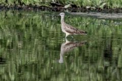 Courlis corlieu - Numenius phaeopus - Whimbrel - Saint-Martin