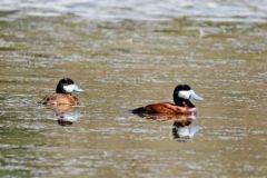 Erismature rousse ♂ - Oxyura jamaicensis - Ruddy Duck - Saint-Martin