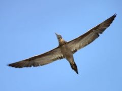 Fou Brun - Sula leucogaster - Brown Booby<br>Saint-Martin