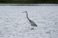 Grand héron bleu - Ardea herodias - Great Blue Heron<br>Floride