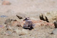 Gravelot Kildir - Charadrius vociferus<br>Killdeer - Saint-Martin