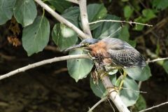 Héron vert - Butorides virescens - Green Heron<br>Saint-Martin