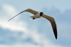 Mouette atricille - Larus atricilla<br>Laughing Gull - Saint-Martin