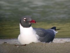 Mouette atricille - Larus atricilla<br>Laughing Gull - Saint-Martin