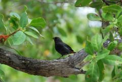 Sporophile rougegorge ♂ - Loxigilla noctis<br>Lesser Antillean Bullfinch - Saint-Martin