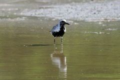 Pluvier argenté - Pluvialis squatarola<br>Grey Plover - Saint-Martin