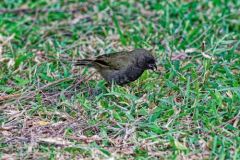 Sporophile cici ou Cici verdinère ♂ - Tiaris bicolor - Black-faced Grassquit - Saint-Martin