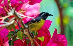 Nid de sucrier à ventre jaune - Coereba flaveola<br>Bananaquit - Saint-Martin