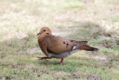 Tourterelle à queue carrée (zenaide) - Zenaida aurita - Zenaida Dove - Saint-Martin