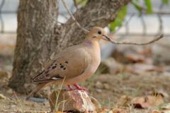 Tourterelle à queue carrée (zenaide) - Zenaida aurita<br>Zenaida Dove - Saint-Martin