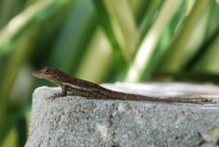 Anolis d'Anguilla - Anolis gingivinus<br>Saint-Martin