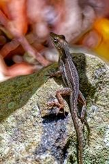 Anolis d’Anguilla - Anolis gingivinus<br>Saint-Martin