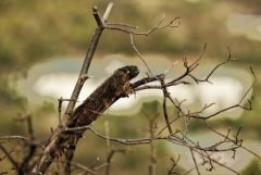 Iguane des Petites Antilles (péyi) - Iguana delicatissima<br>Saint-Martin