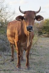 Vache - Saint-Martin