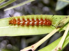 Chenille d’Empyreuma affinis - Spotted Oleander Wasp Moth<br>Saint-Martin