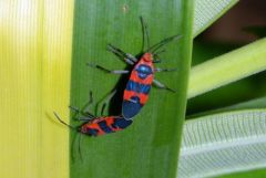 Punaises du coton - Dysdercus sp.<br>Saint-Martin