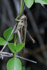 Locuste ou criquet américain - Schistocerca americana - American Grasshopper<br>Saint-Martin