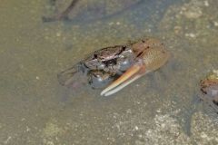 Crabes de mangrove - Saint-Martin