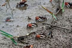 Crabes de mangrove - Saint-Martin