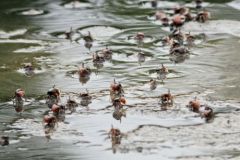 Crabes de mangrove - Saint-Martin