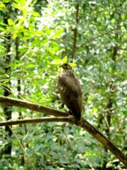 Milan des marais - Rostrhamus sociabilis - Snail Kite<br>Salines de Montjoly, Guyane