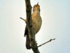 Pipromorphe roussâtre -  Mionectes oleagineus<br>Ochre-bellied Flycatcher - Guyane