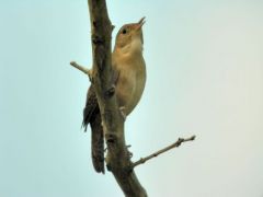 Pipromorphe roussâtre -  Mionectes oleagineus<br>Ochre-bellied Flycatcher - Guyane