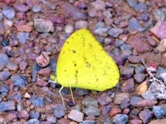 Phoebis sennae - Guyane