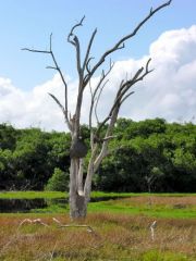 Termitière  sud américaine - Guyane