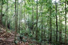 La montagne des singes - Kourou - Guyane