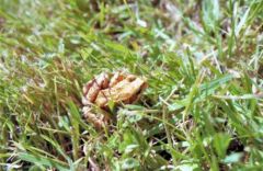 Grenouille rousse - Rana temporaria<br>Bourgogne