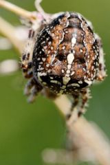 Épeire diadème - Araneus diadematus<br>Région parisienne