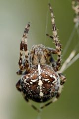 Épeire diadème - Araneus diadematus<br>Région parisienne