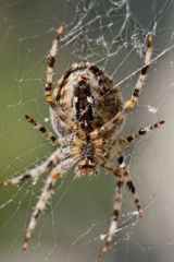 Épeire diadème - Araneus diadematus<br>Région parisienne